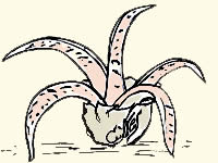 CHAMPIGNONS : Anthurus archeri.