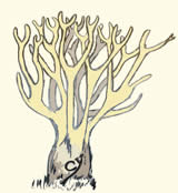 champignons à réceptacle en massue, rameaux : Clavulinopsis.