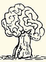 Champignons à chapeau en forme de "coupe, tête, ronde, oblongue ... : Gyromitre