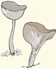 Champignons à chapeau en forme de "coupe, tête, ronde, oblongue ...