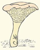 champignons à aiguillons : Hydnum.