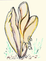 Champignons à réceptacle en coupe : Otidea.