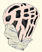 champignons à réceptacle globuleux / sphériques, piriforme ou en étoile :  Ruber 2