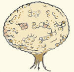 champignons à réceptacle globuleux / sphériques, piriforme ou en étoile : Scleroderma