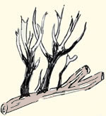 champignons à réceptacle en rameaux, touffes : Xylaria hypoxylon.