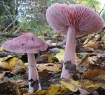 Mycena_pura