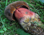 Bolet___pied_rouge