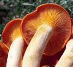 Clitocybe_de_l_olivier_1