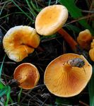 Hygrophoropsis_20aurantiaca_200_small