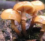 Pholiote_changeante10