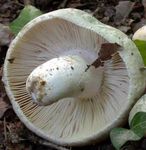 Russule_verdoyante12