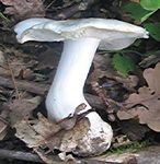 IMG_0912_Trich_col_6