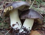 Tricholoma_portentosum