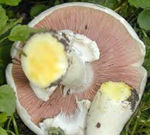 Psalliote_jaunissante