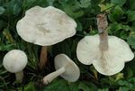 Clitocybe_blanc1