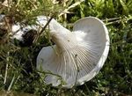 Clitocybe