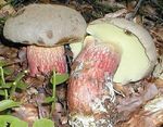 Bolet___beau_pied8