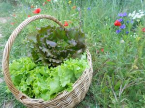 06-premieres-recoltes