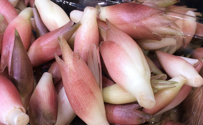 Gingembre japonais (Zingiber mioga), aromatique rustique