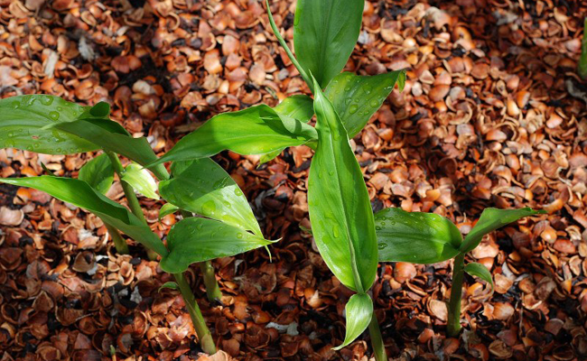 Gingembre japonais (Zingiber mioga), aromatique rustique