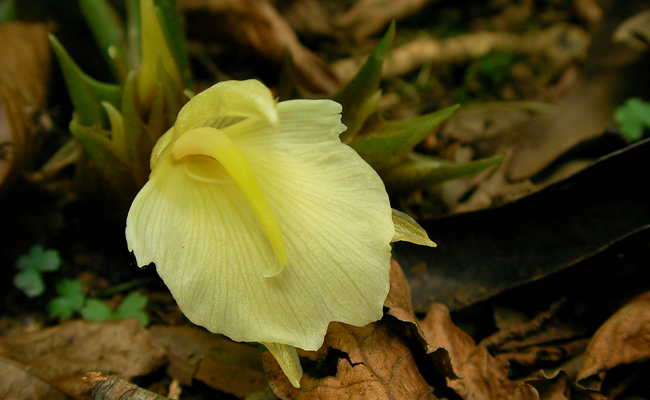 fleur de gingembre japonais