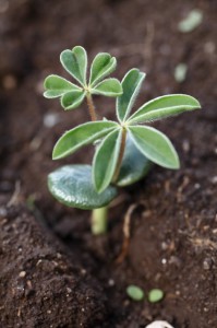 jeunes plants de lupins
