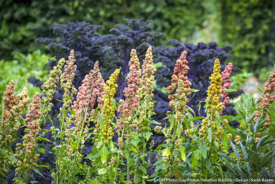 RÃƒÂ©colte de la plante de quinoa