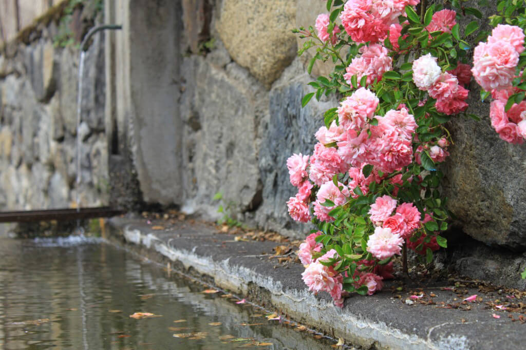 Le Savon Noir pour protÃƒÂ©ger son jardin et son potager 