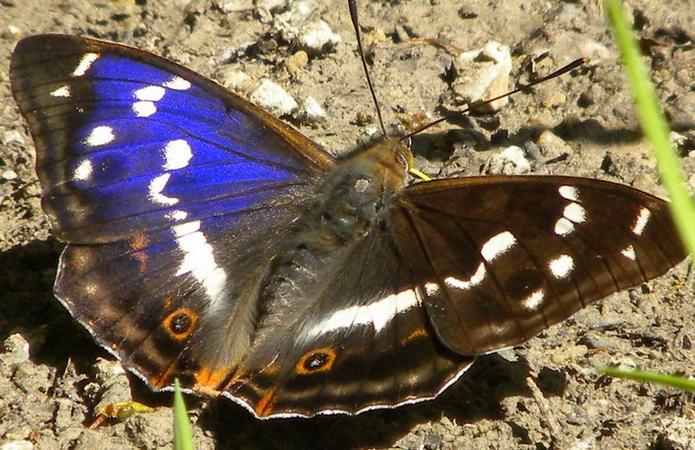 Grand mars changeant
