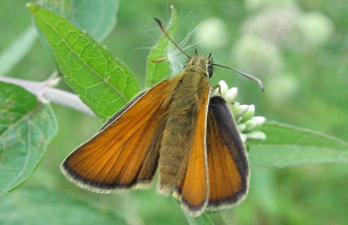 Hespérie de la houque