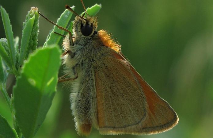 Hespérie de la houque