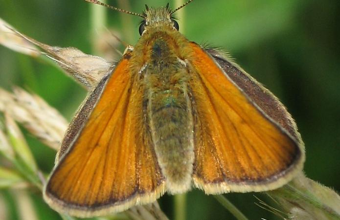 Hespérie du dactyle