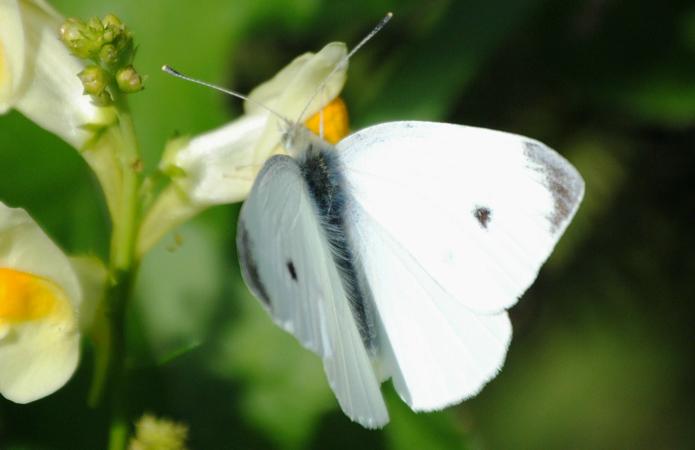 Piéride du chou