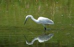 Aigrette garzette