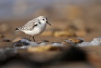 Bécasseau sanderling