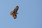 Buse variable