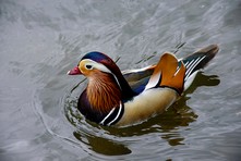 Canard mandarin