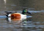 Canard souchet