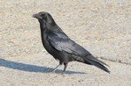 Corneille noire