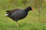 Gallinule poule-d'eau