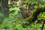 Gélinotte des bois