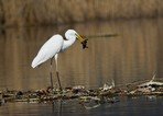 Grande Aigrette