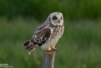 Hibou des marais
