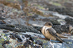 Hirondelle de rochers