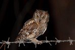 Petit-duc scops
