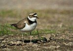 Pluvier petit-gravelot