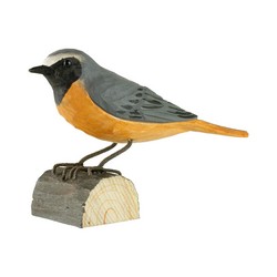 Rougequeue à front blanc (bois)