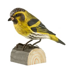 Tarin des aulnes (bois)