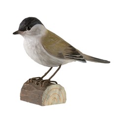 Fauvette à tête noire (bois)