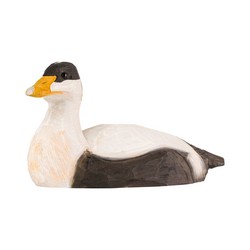 Eider à duvet (bois)